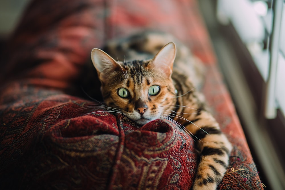 Laranja de pelo curto e gato preto