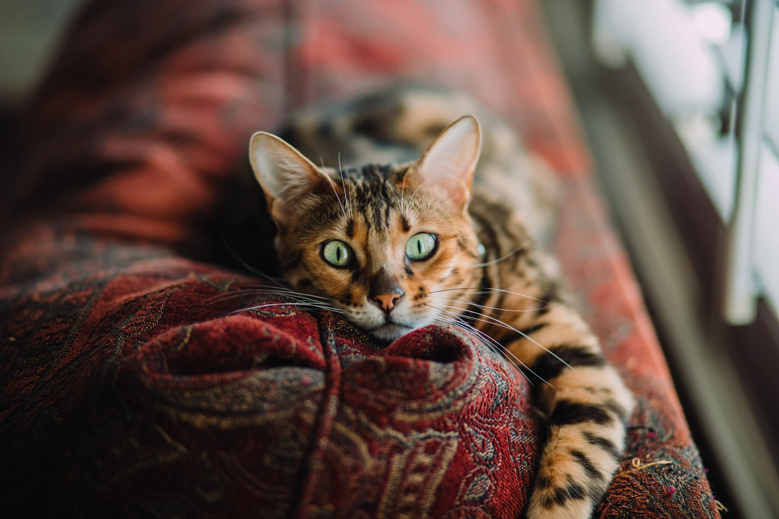 Chat au pelage tacheté blotti contre des coussins, observant tranquillement son environnement