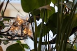 A cluster of small spherical light bulbs nestled among lush green leaves, creating a warm and inviting ambiance. The soft glow of the lights contrasts with the vibrant greenery of the surrounding foliage.