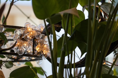 A cluster of small spherical light bulbs nestled among lush green leaves, creating a warm and inviting ambiance. The soft glow of the lights contrasts with the vibrant greenery of the surrounding foliage.
