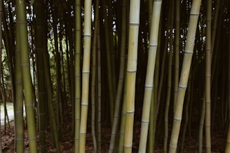 Dense grove of tall bamboo stalks growing close together, creating a natural and tranquil setting with light filtering in from behind.