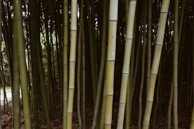 Dense grove of tall bamboo stalks growing close together, creating a natural and tranquil setting with light filtering in from behind.