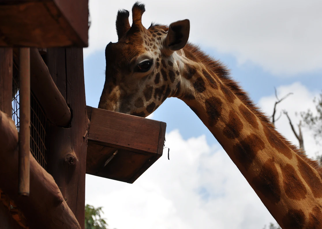 Feeding a giraffe at the Giraffe Centre in Nairobi