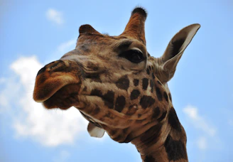 Close-up of a curious giraffe peering into the camera against a clear blue sky.