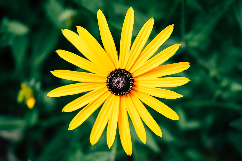 sunflower in shallow focus lens