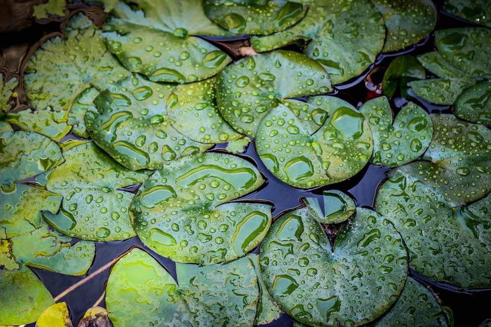 Fotografía macro de nenúfares