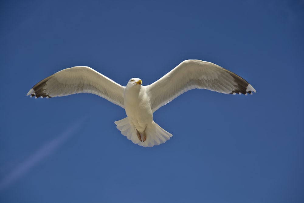 pájaro blanco extendiendo sus alas