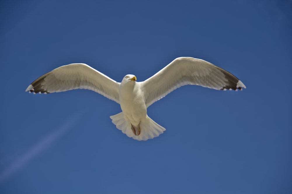 white bird spreading its wings