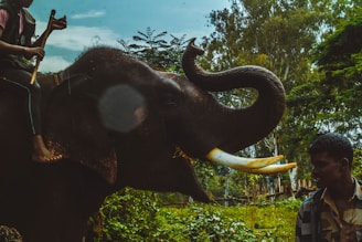 An elephant with large tusks is being ridden by a person holding a stick. There is another person standing nearby, looking at the elephant. The background is filled with lush green vegetation and trees under a partly cloudy sky.
