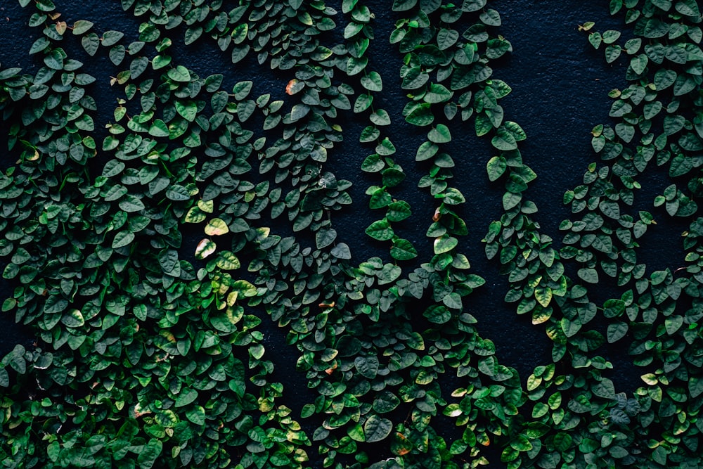plantas de folha verde