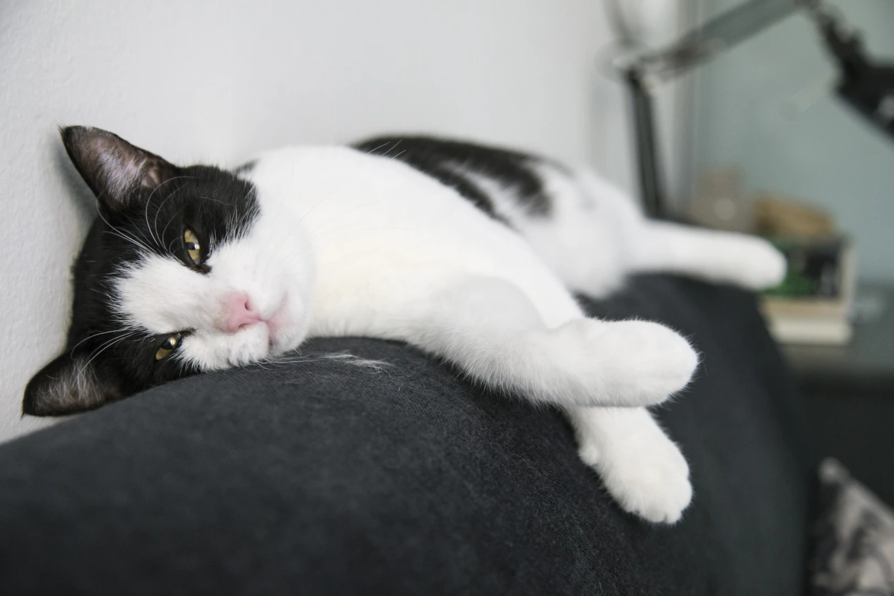 猫種別の記事「サイベリアンと賃貸暮らしで見る部屋選び」のアイキャッチ画像