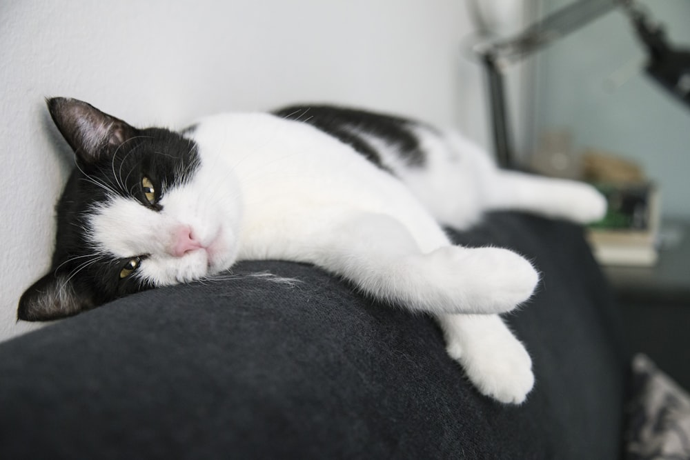white and black cat lying on black textile