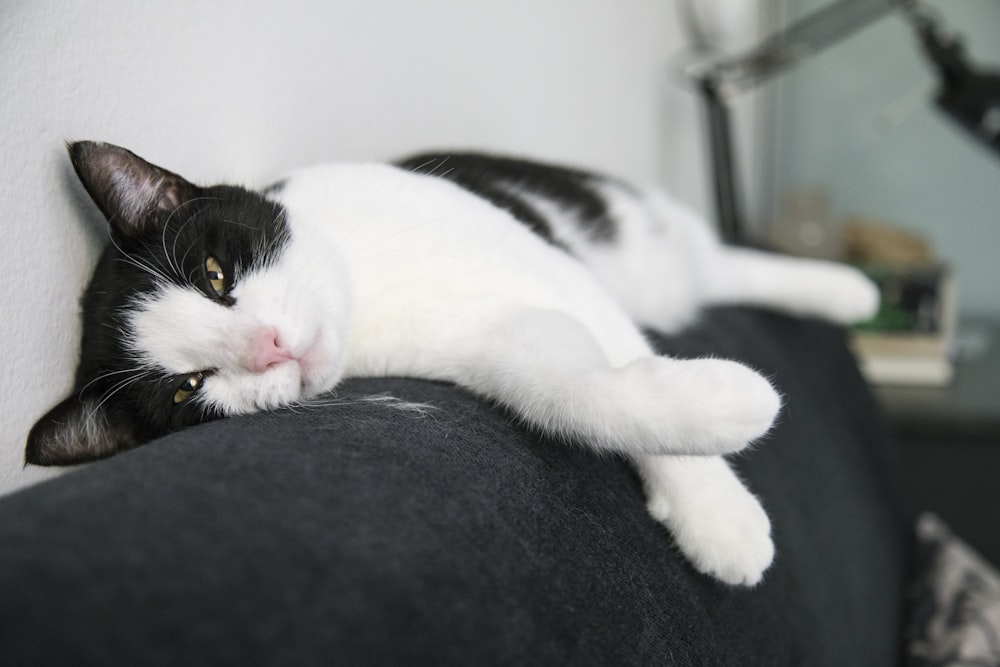 Gato branco e preto deitado no tecido preto