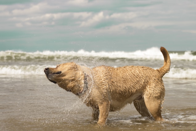 A cheerful dog shaking off water next to a bright orange self-service dog wash station on a sunny beach.