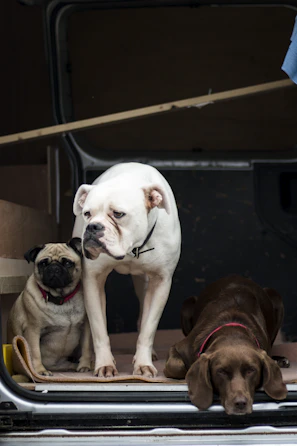 A group of different dog breeds enjoying a ride together in a spacious Taxidog Passeri vehicle.