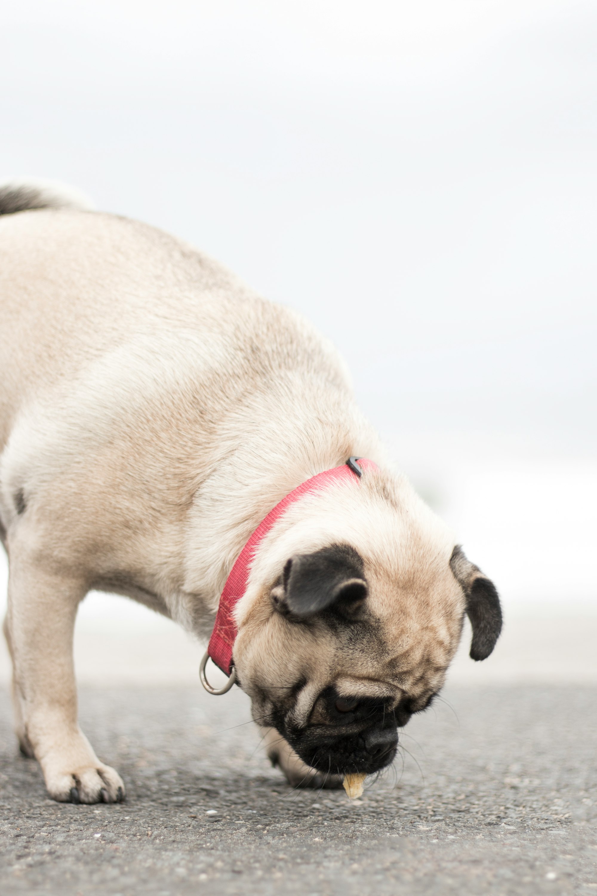 Come somministrare le medicine ad un cane