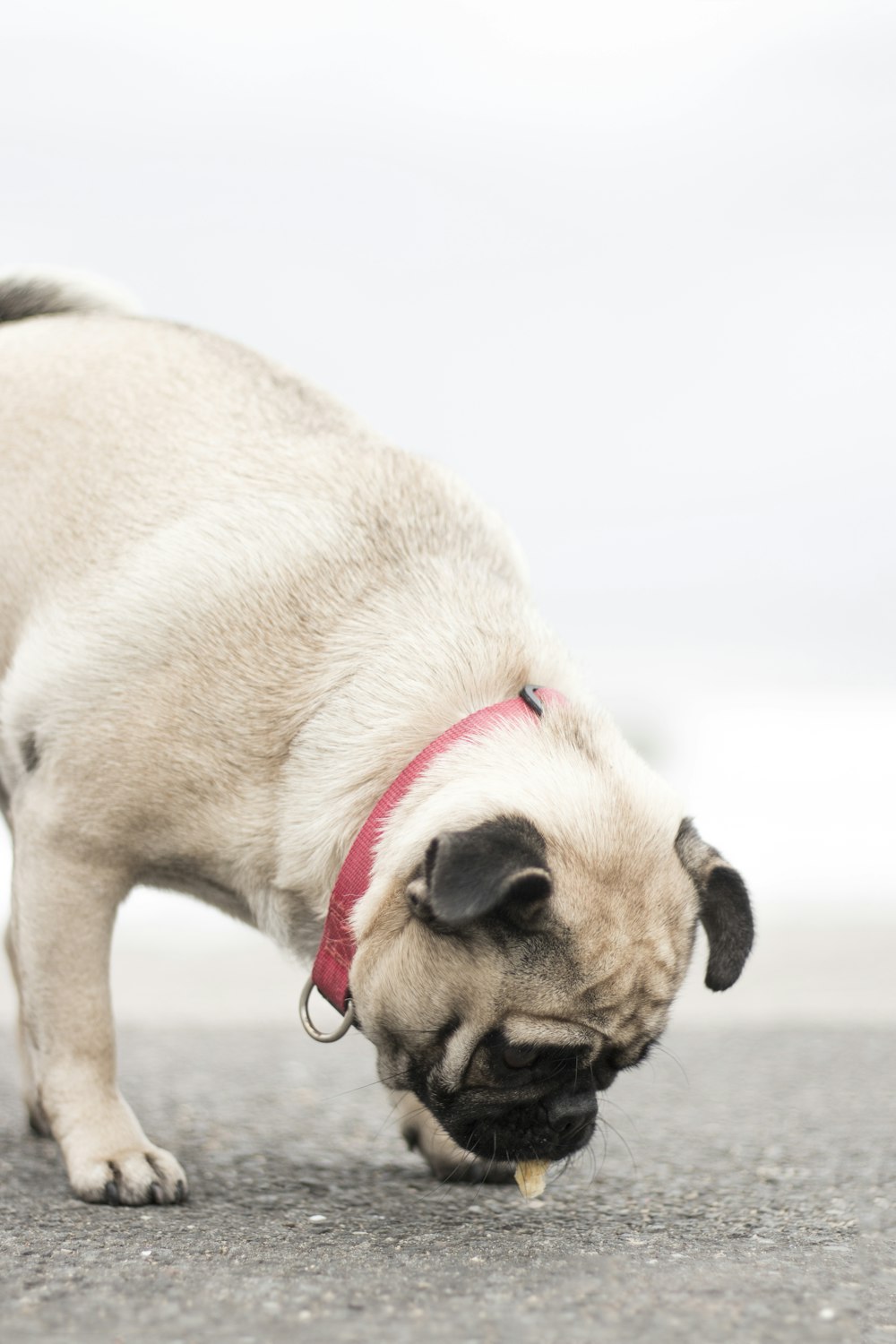 fawn pug eating food