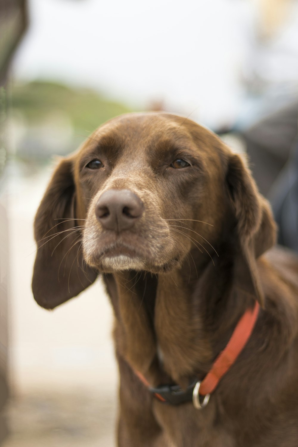 photography of dog