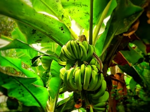 Clusters of green bananas grow on a tree covered with large, vibrant green leaves. The bananas appear fresh and abundant, surrounded by lush foliage with some dappled light filtering through.