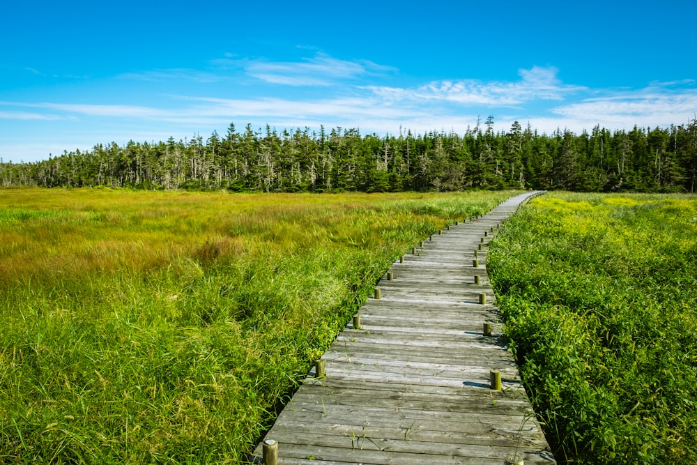 gray wooden dock near green field under blue and white skies