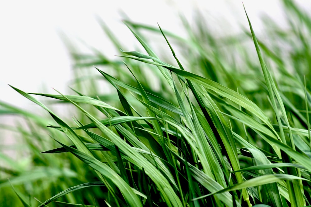 shallow focus photography of green leafed plants