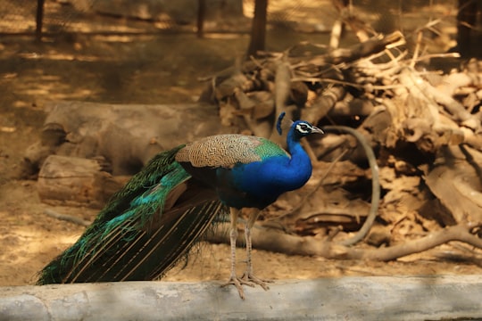 photo of Delhi Wildlife near Gurdwara Sis Ganj Sahib