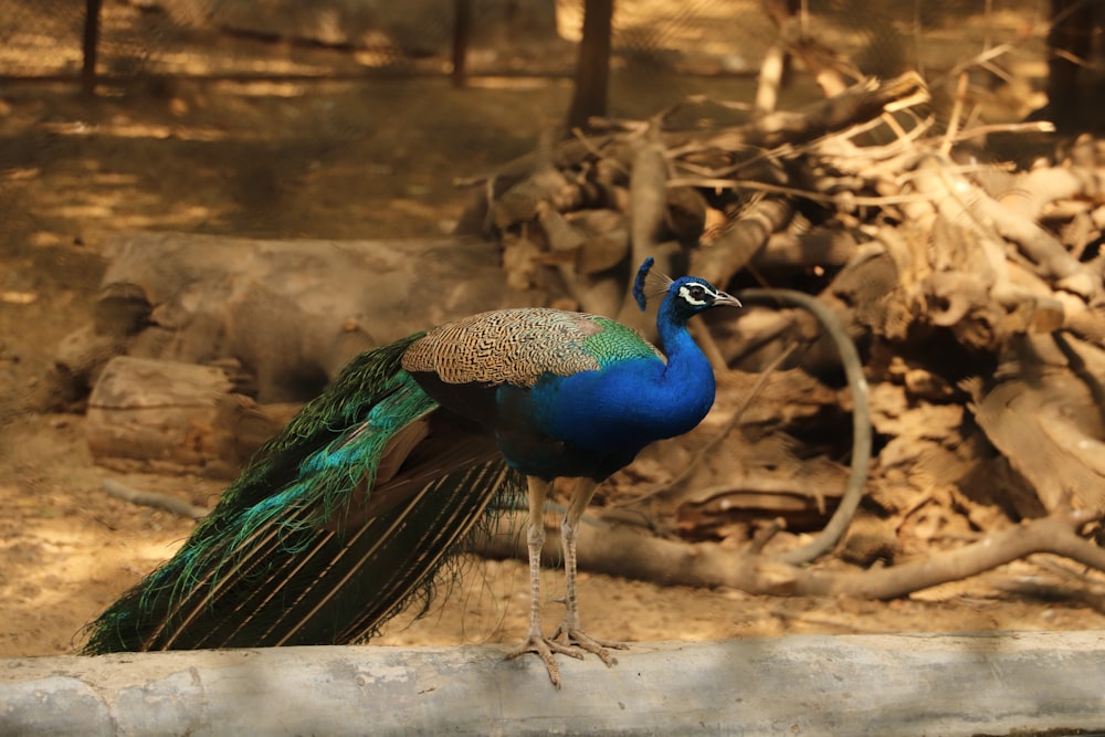 blue and green peacock on brown wood log