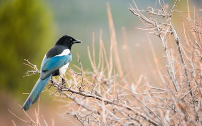 short-beaked black and blue bird perched on brown branch selective focus photography