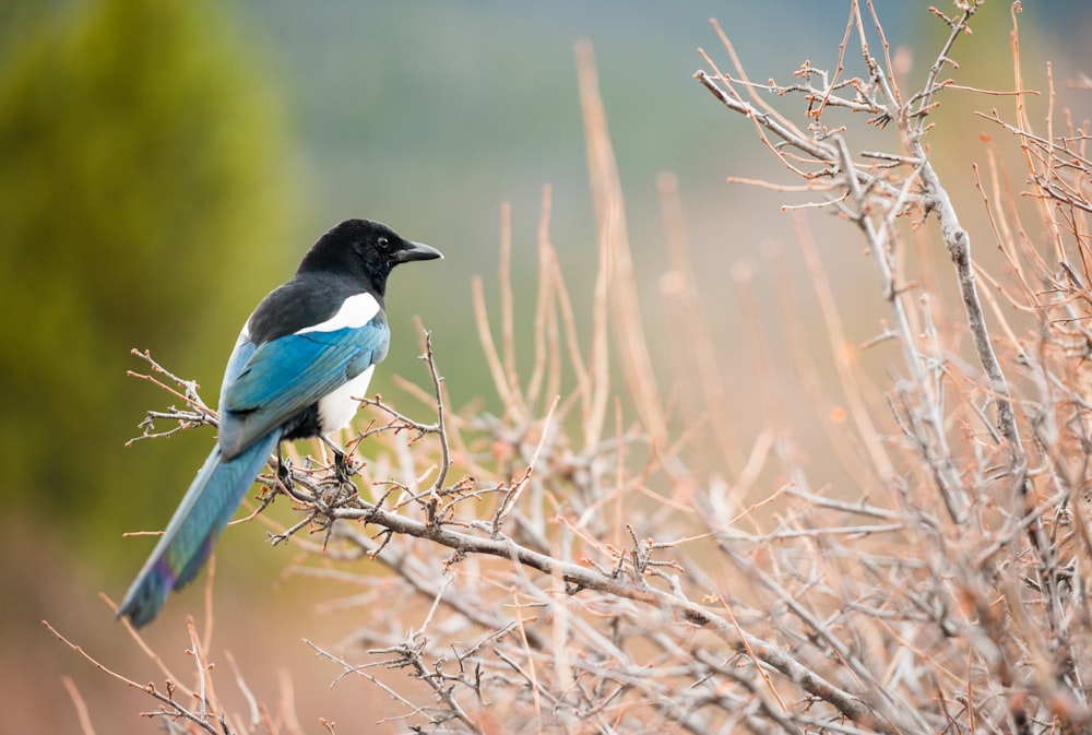 Kurzschnäbeliger schwarzer und blauer Vogel sitzt auf braunem Ast selektive Fokusfotografie