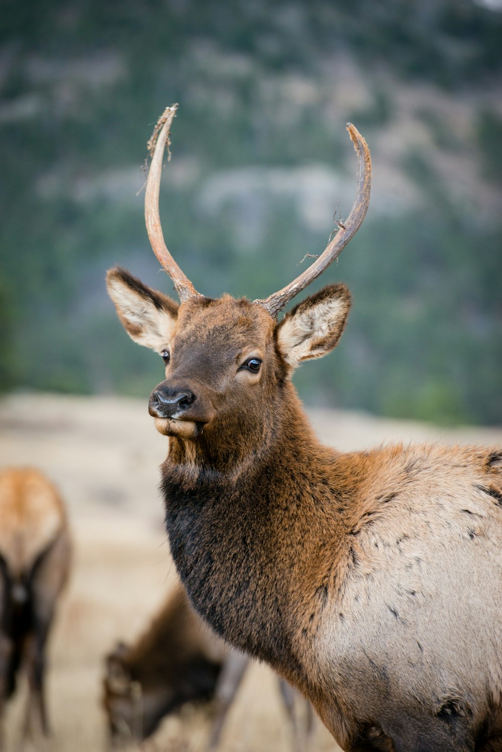 brown deer on field during daytime