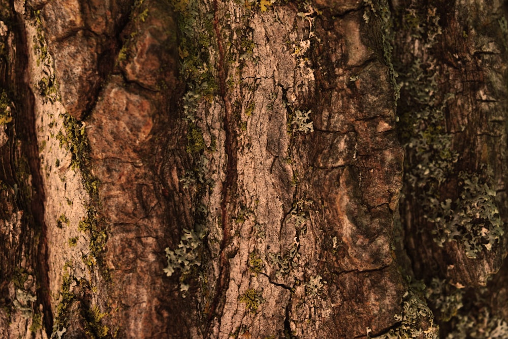 close-up photo of brown tree