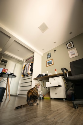 A cat is sitting on a wooden floor in an organized room. The cat appears to be yawning or meowing. The room features a white ceiling with recessed lighting, a light green wall adorned with framed pictures, a desk with a few items including a chair, a water and food dispenser beside the cat, and an open closet with clothes.