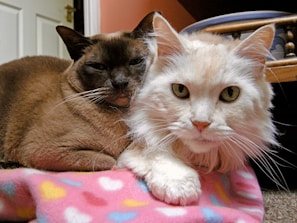 Two cats curled up together in a cozy bed, one with striking green eyes and the other with a white patch on its nose
