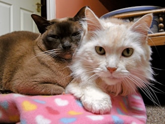 Two cats curled up together in a cozy bed, one with striking green eyes and the other with a white patch on its nose