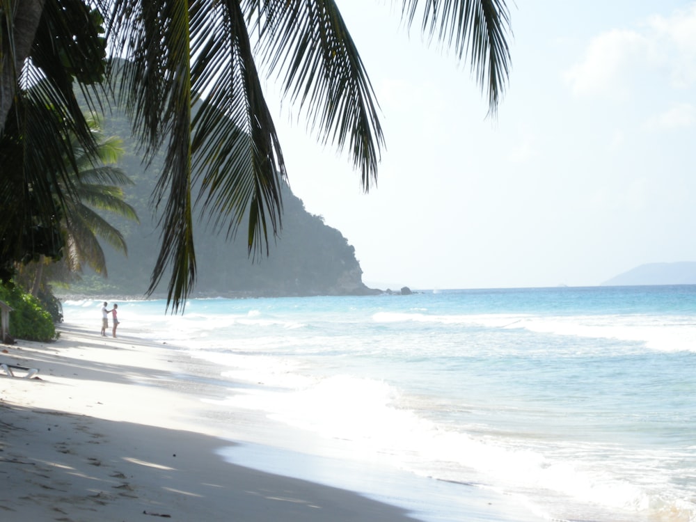 Foto de palmera y orilla de la playa