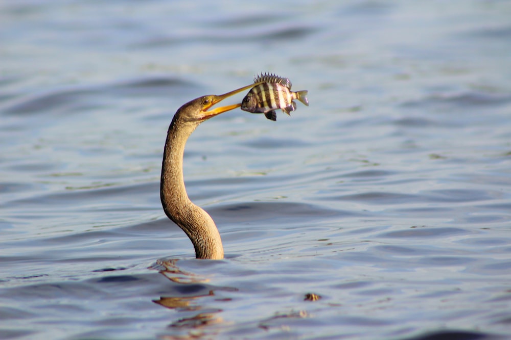 King Fisher a pêché du poisson