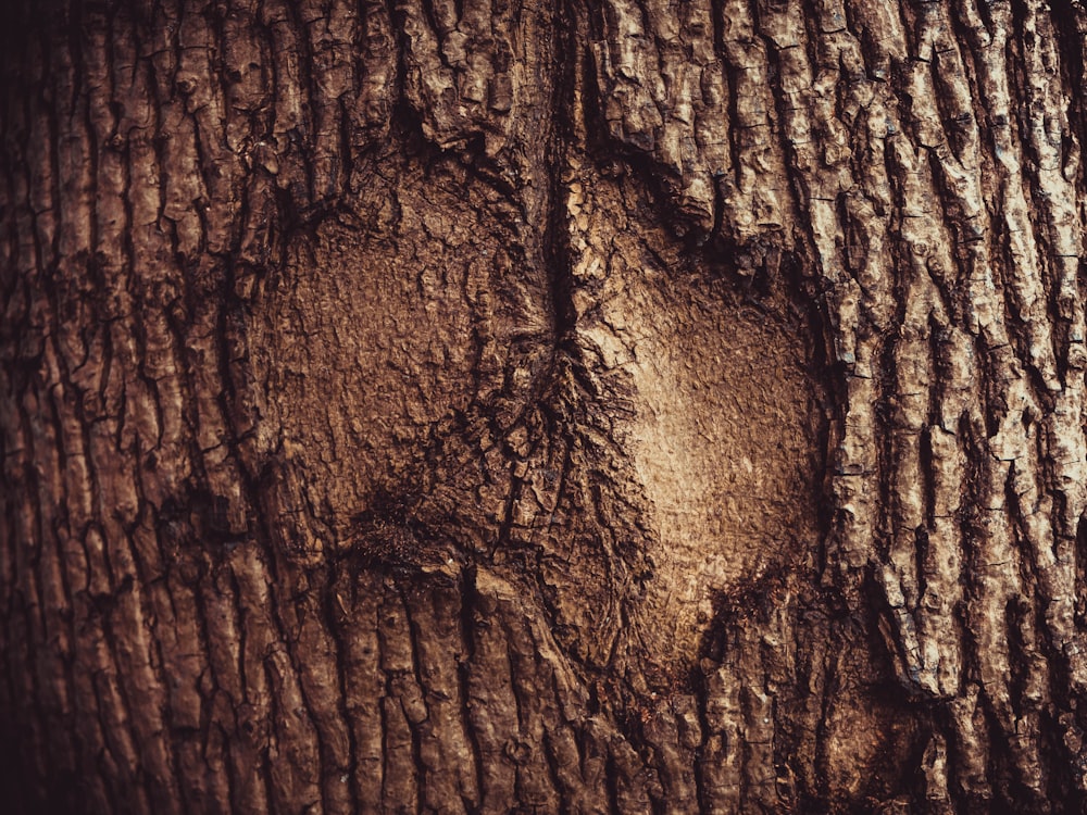 Nahaufnahme der Rinde eines Baumes