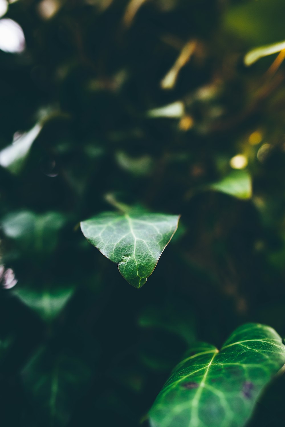 green leafed plant