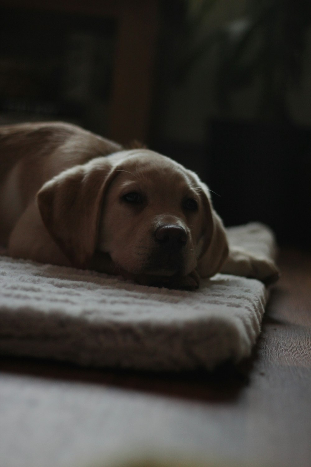 Chien beige sur tapis