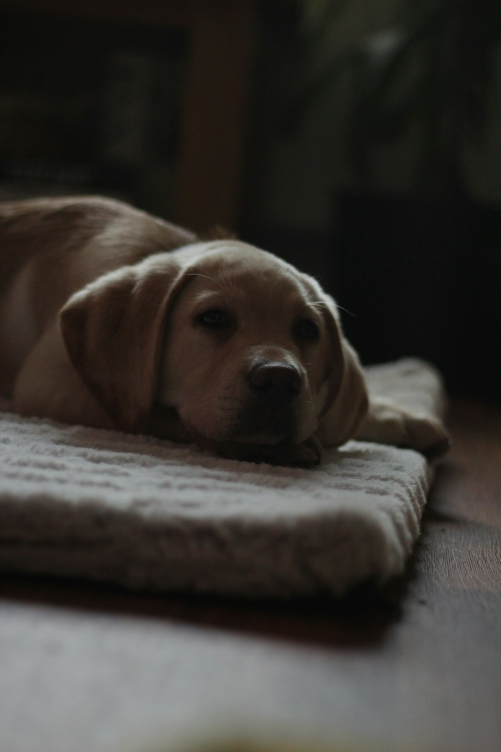 Perro beige en alfombra