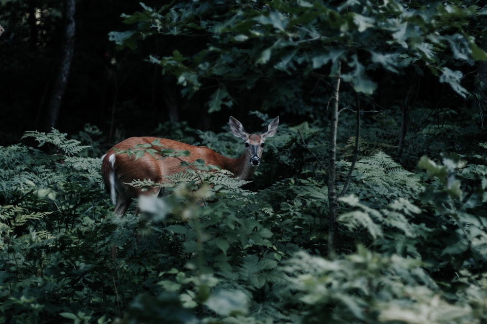 brown deer near green plants