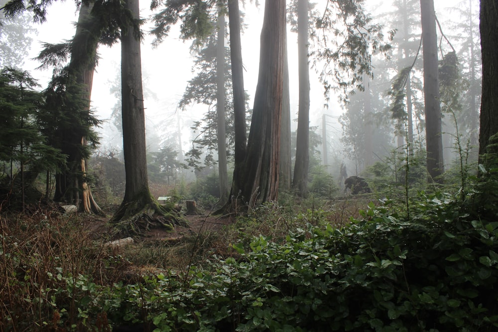 forêt entourée de brouillard pendant la journée