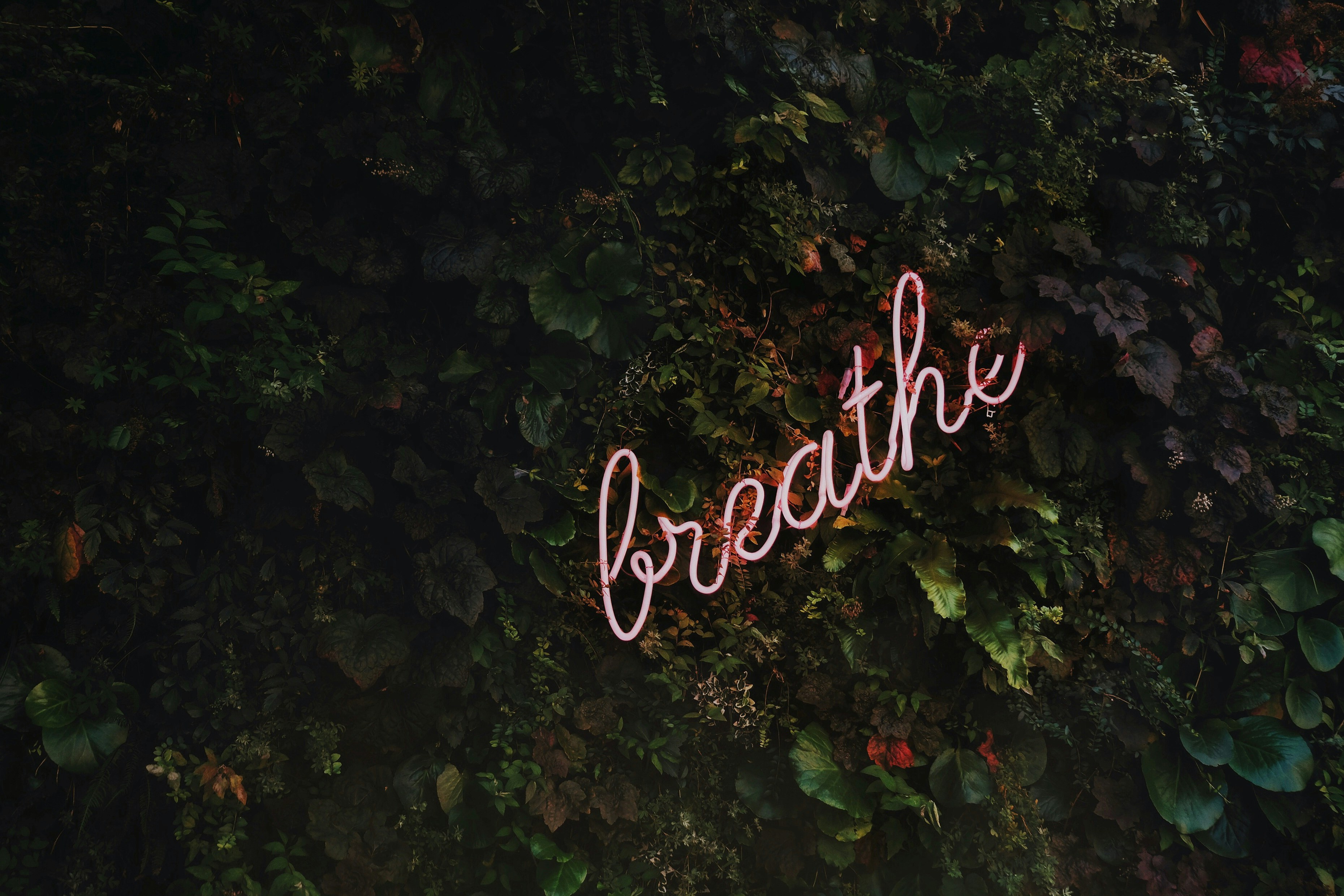 …breathe!

<p>For a full size digital copy (6000x4000px RAW+JPG) of this file, or a high quality print, please contact me via instagram: @timothy.j.goedhart, or email: tim@goedhart-lin.nl</p><div class='code-block code-block-3' style='margin: 8px auto; text-align: center; display: block; clear: both;'>
<script async src=