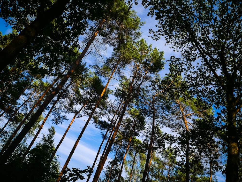 low-angle photography of green and tall trees under blue and white sky during daytime