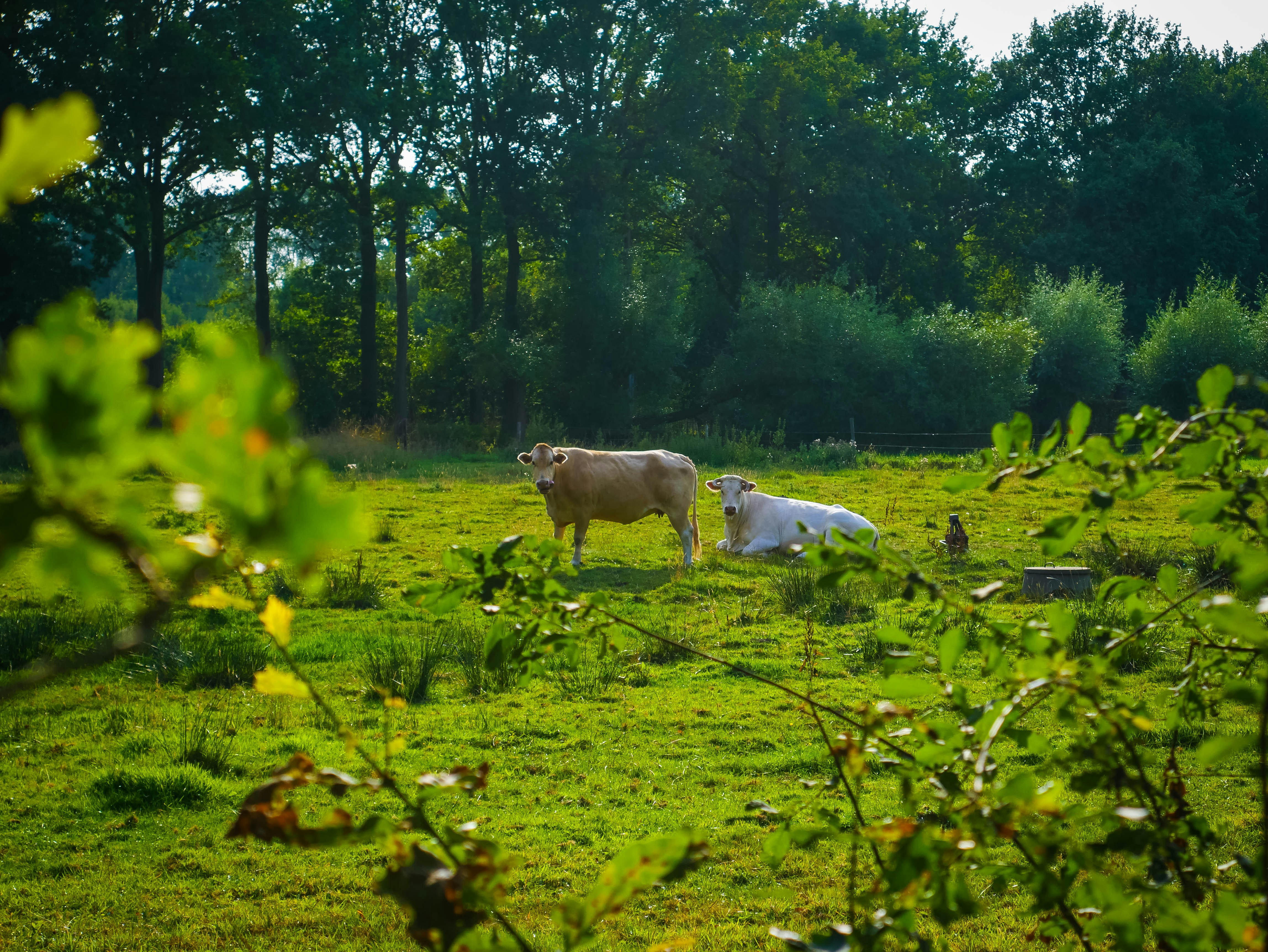 Photo by xandrovandewalle