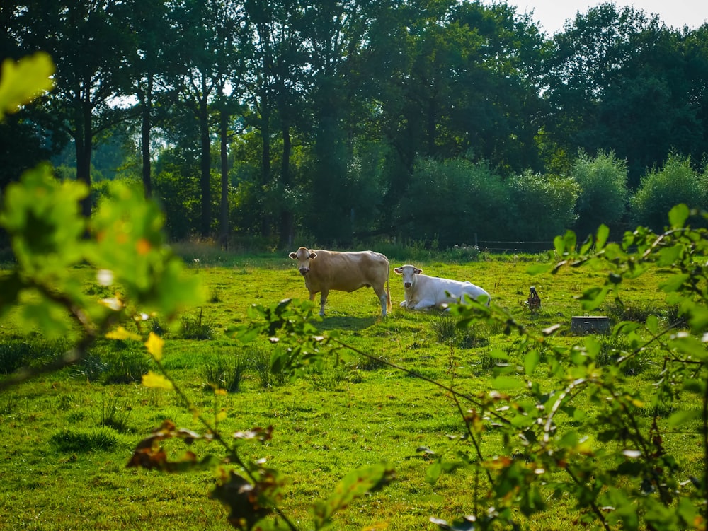 two brown and white cattle on green grass during daytime