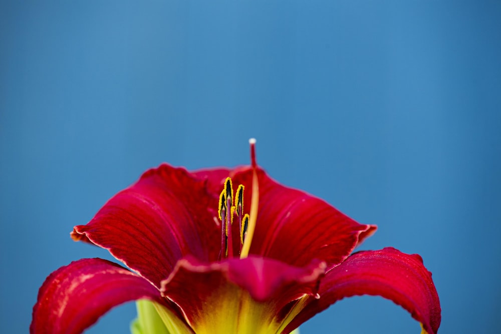 赤いカナユリの花の接写写真