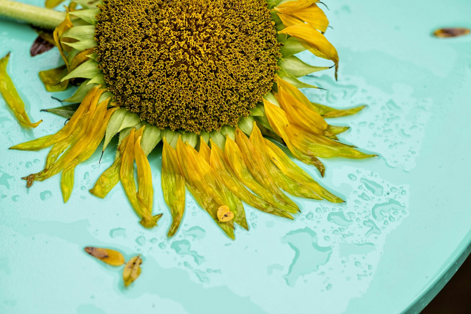 Fujifilm X-T1 + Fujifilm XF 90mm F2 R LM WR sample photo. Wet sunflower on teal photography