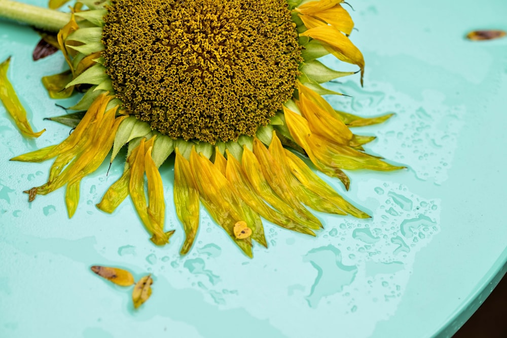 wet sunflower on teal surface