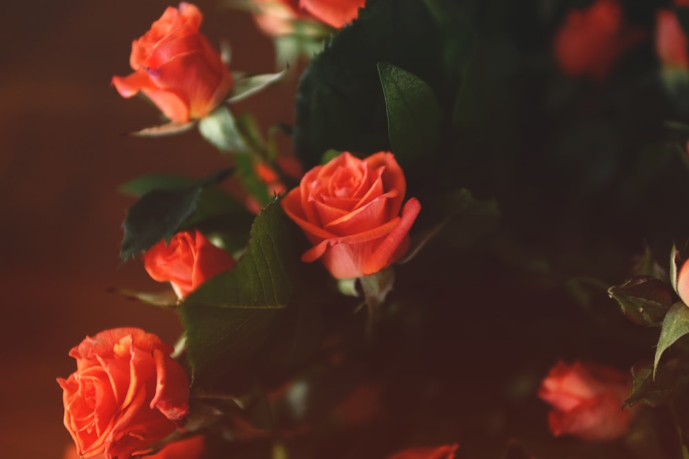 photo of red rose with green leaf arrangement